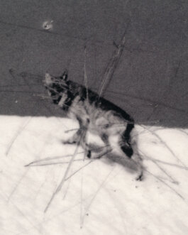 Studio Cristian Ordóñez