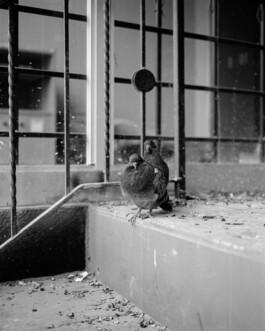 Studio Cristian Ordóñez